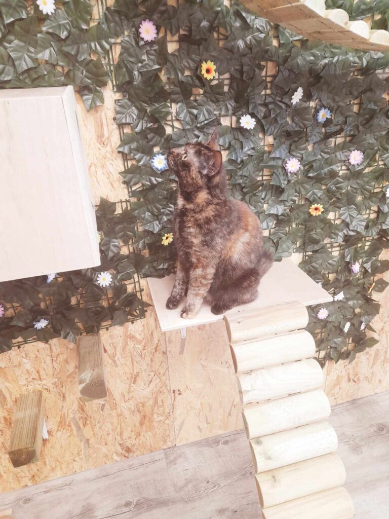 Chat qui joue sur un arbre à chat mural